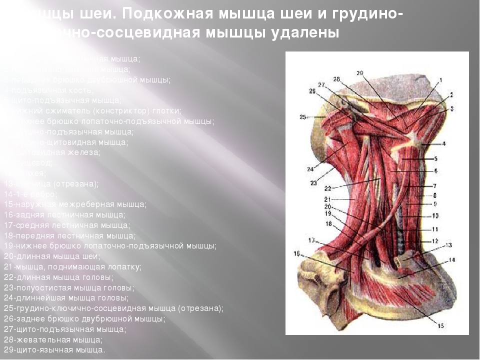 Подкожная мышца. Глубокие мышцы шеи анатомия атлас. Лестничные мышцы шеи сбоку. Лестничные мышцы шеи анатомия. Подкожная мышца шеи грудино-ключично-сосцевидная подкожная мышца шеи.