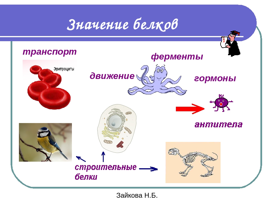 Какие из перечисленных белков. Значение белков. Биологическое значение белков. Биологическое значение белков в организме человека. Биологическая значимость белков.