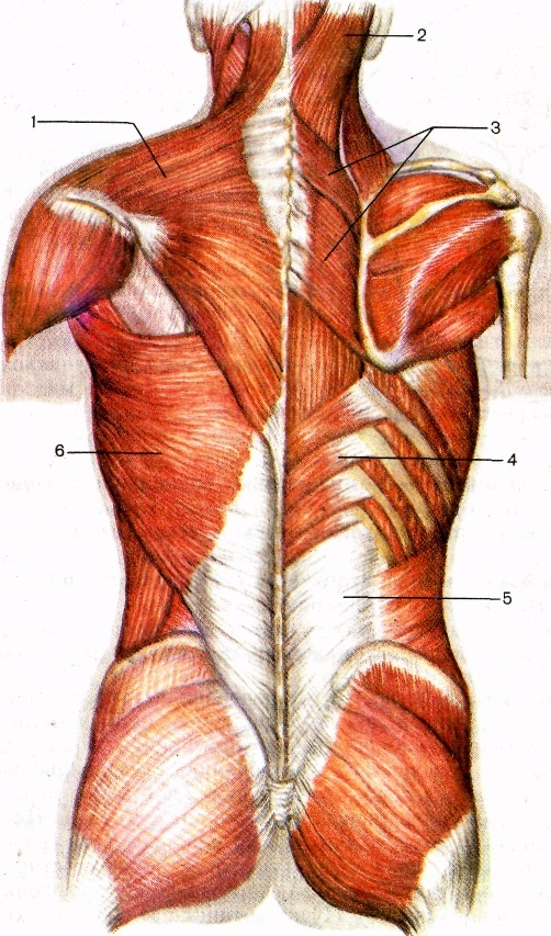 Фасции спины. Атлас Синельников мышцы спины. Пояснично-грудная фасция анатомия. Фасции спины анатомия. Пояснично спинная фасция.