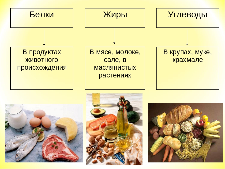 Опишите обмен белков жиров углеводов по плану в каких продуктах в основном содержатся