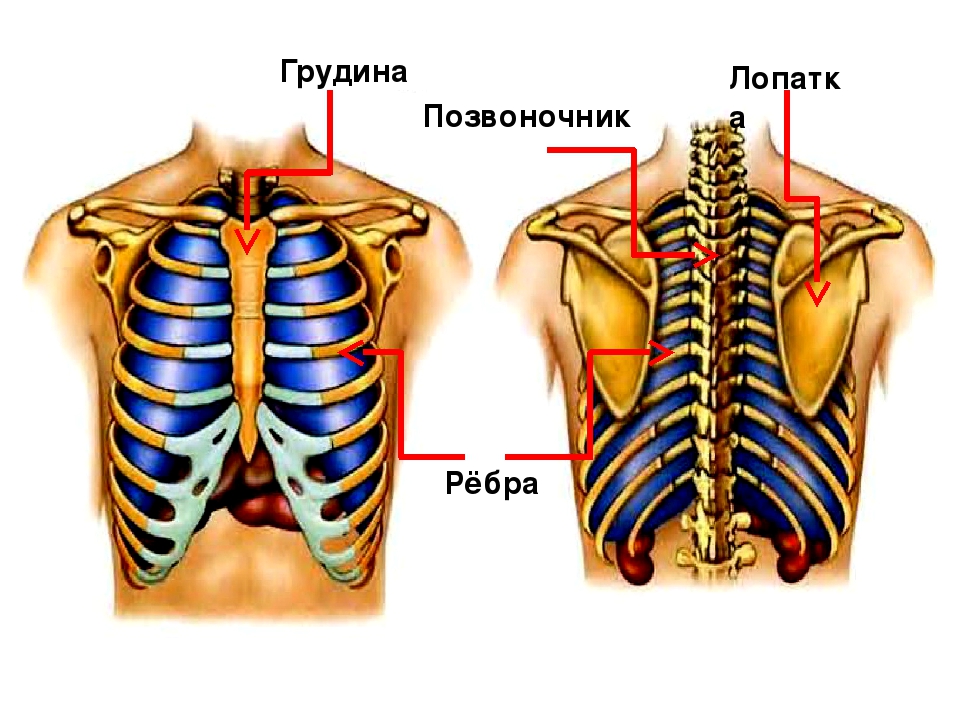 Сжата грудина. Грудная клетка с лопатками. Грудина лопатки. Грудная клетка сзади. Лопатка и ребра.