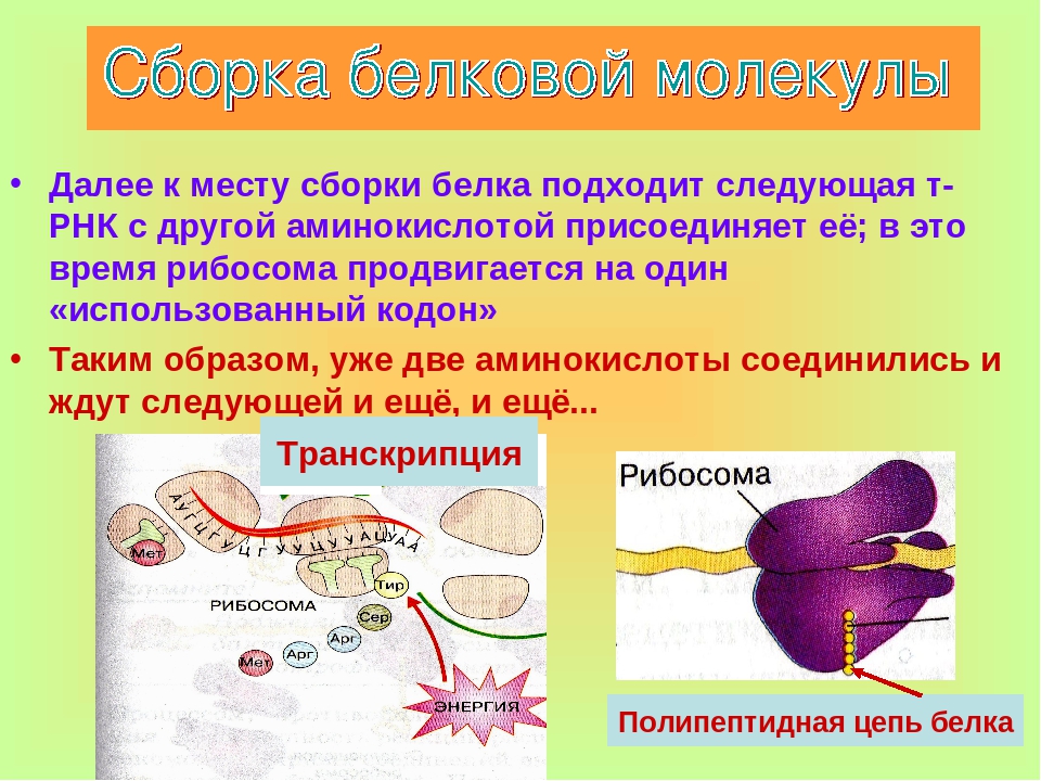 Клетки из белков белки. Сборка молекул белка в клетке. Сборка молекул белка происходит в. Сборка белковых молекул. Сборка белка в клетке происходит.