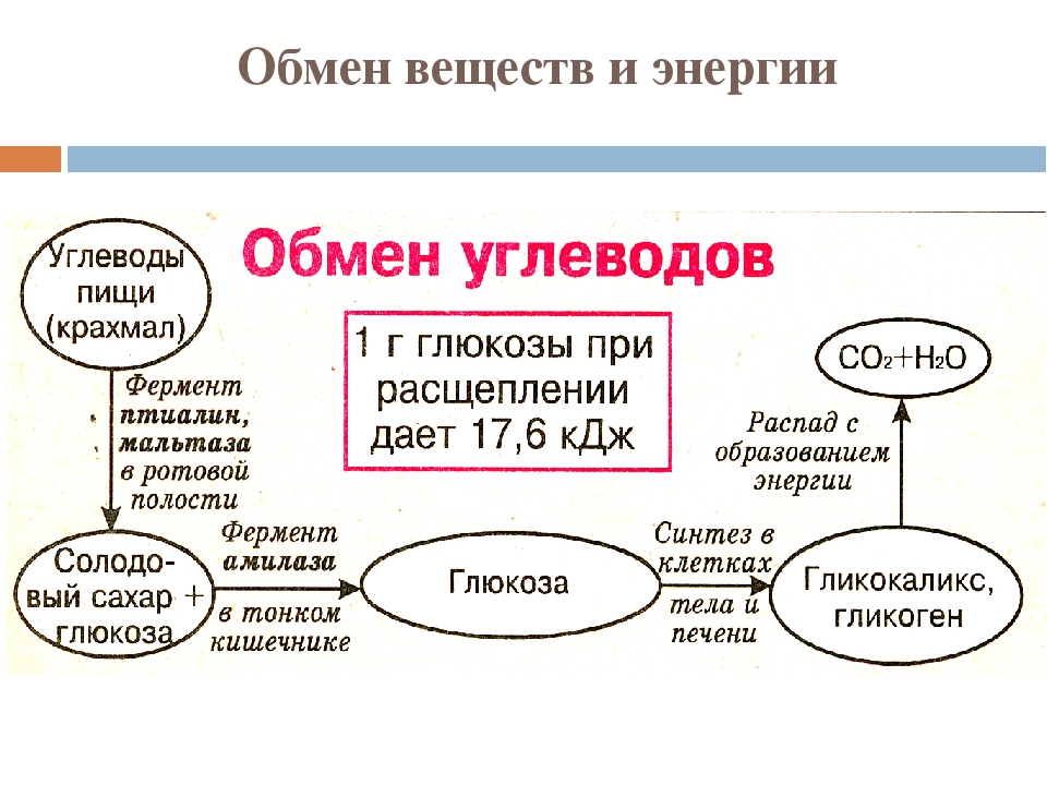 Обмен людей. Обмен веществ метаболизм схема. Обмен веществ организма биология 8 класс схема человека. Обмен веществ и энергии 8 класс биология. Таблица по биологии 8 класс по теме обмен веществ.