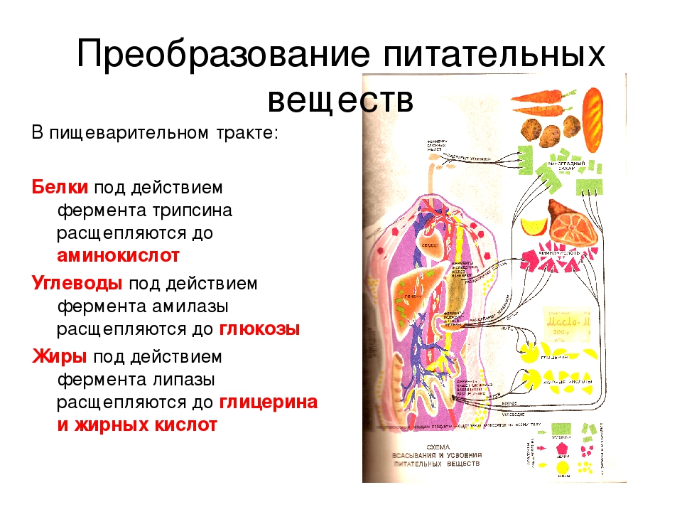 Пищеварение вещества. Обмен веществ питание пищеварение 8 класс. Преобразование питательных веществ. Процессы происходящие в организме человека. Роль обмена веществ в организме человека..