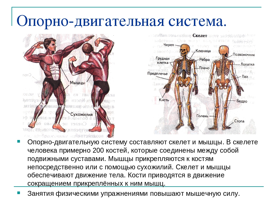 Развитие группы мышц. Влияние физических упражнений. Упражнения для опорно двигательной системы. Мышцы человека. Скелетно-мышечная система человека.