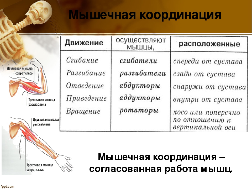 Функции мышц схема