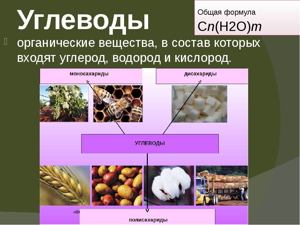 Презентация на тему углеводы по химии 9 класс