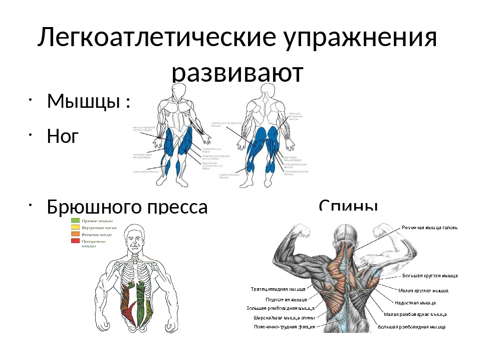 Освоение комплексных силовых упражнений на различные группы мышц без предметов рисунок