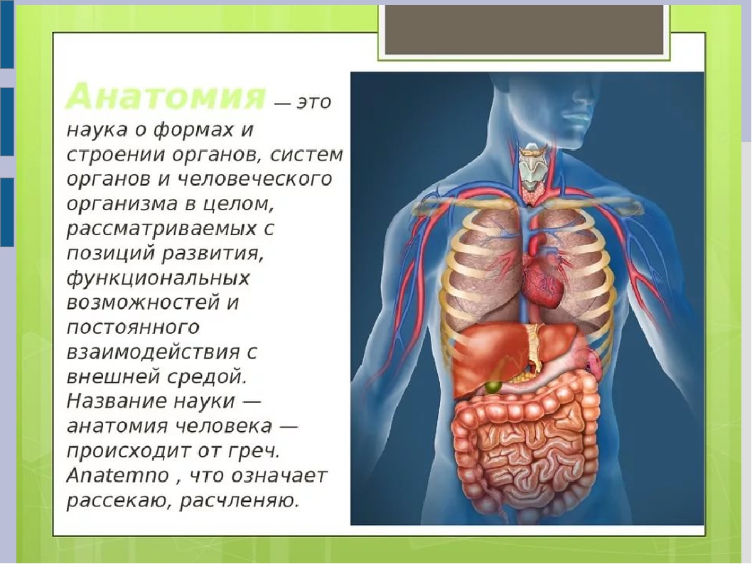 Про внутреннее строение. Строение тела человека. Расположение органов у человека. Человеческие органы расположение. Организм человека схема.