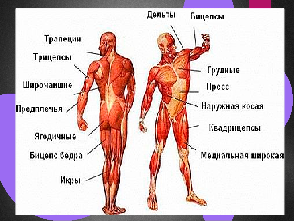 Какая мышца изображена на рисунке. Мышцы туловища и конечностей 8 класс биология. Мышечная система человека анатомия с названием.