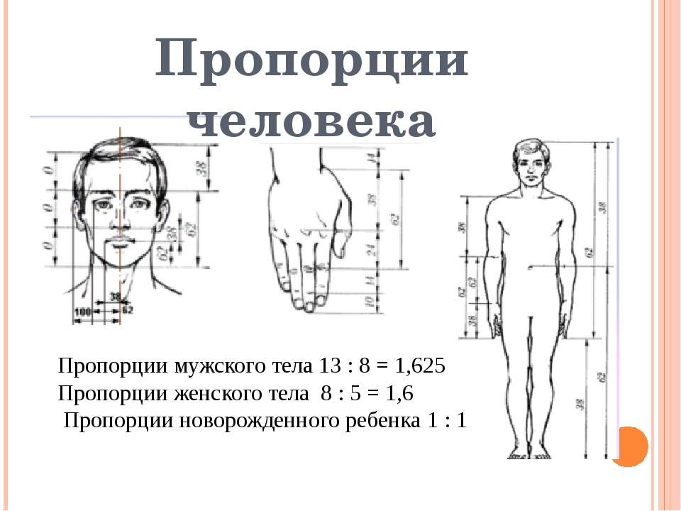 Пропорции мужского тела