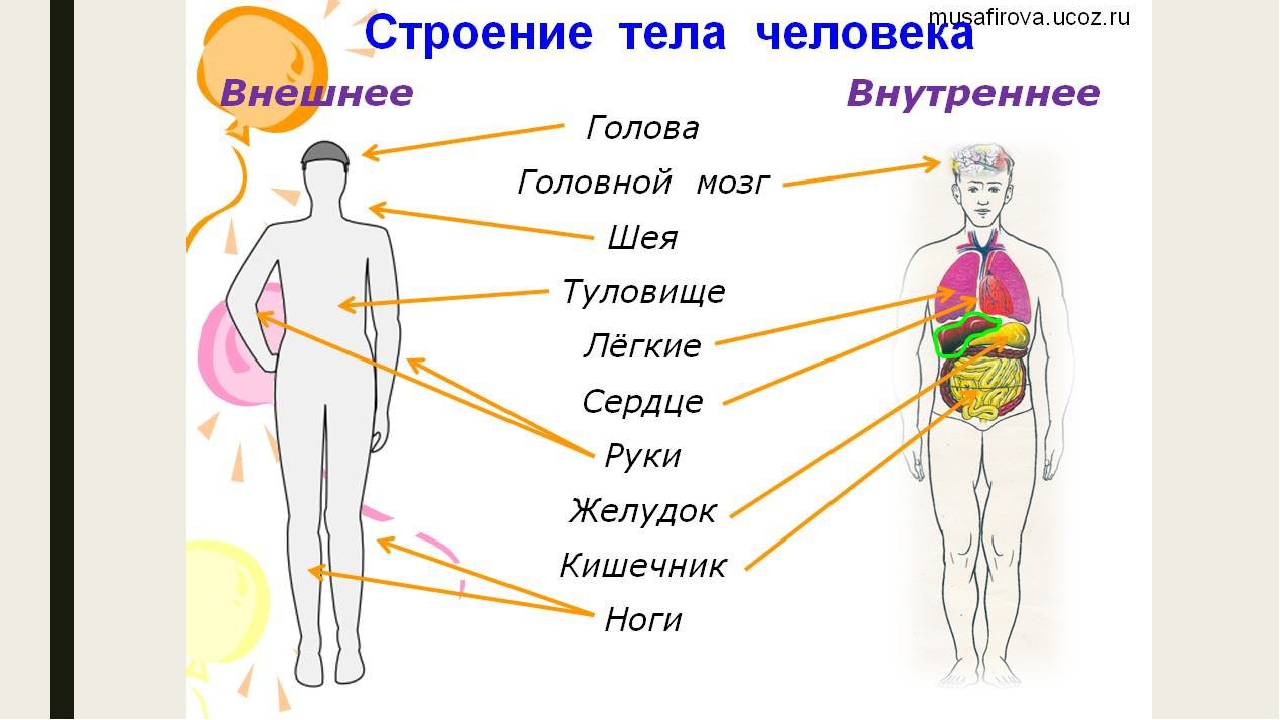 План урока тело человека