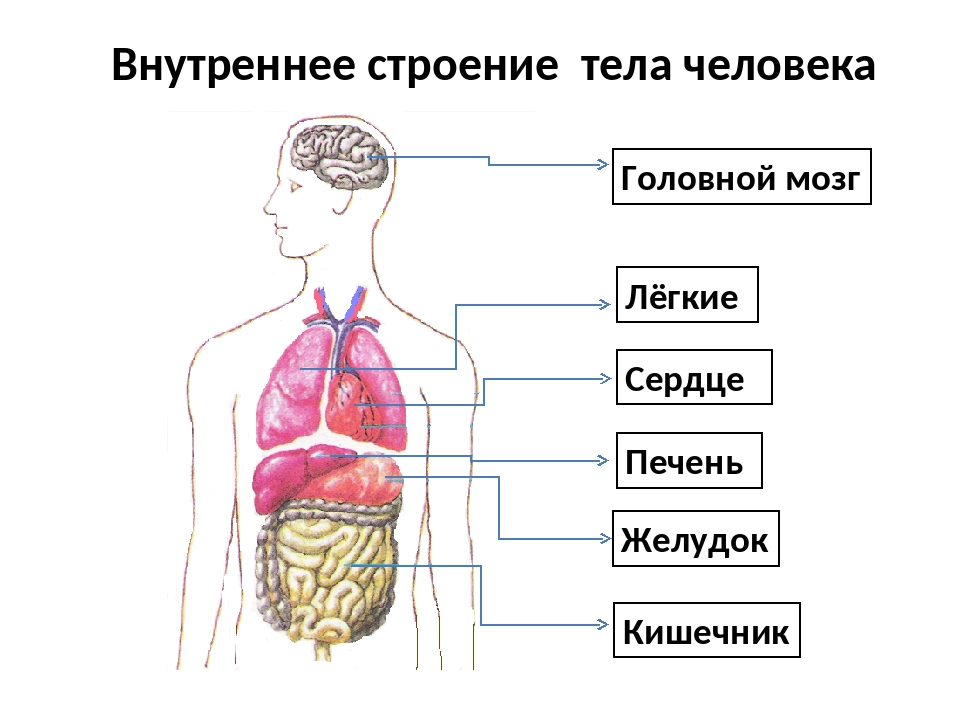 Человек живой организм схема 4 класс