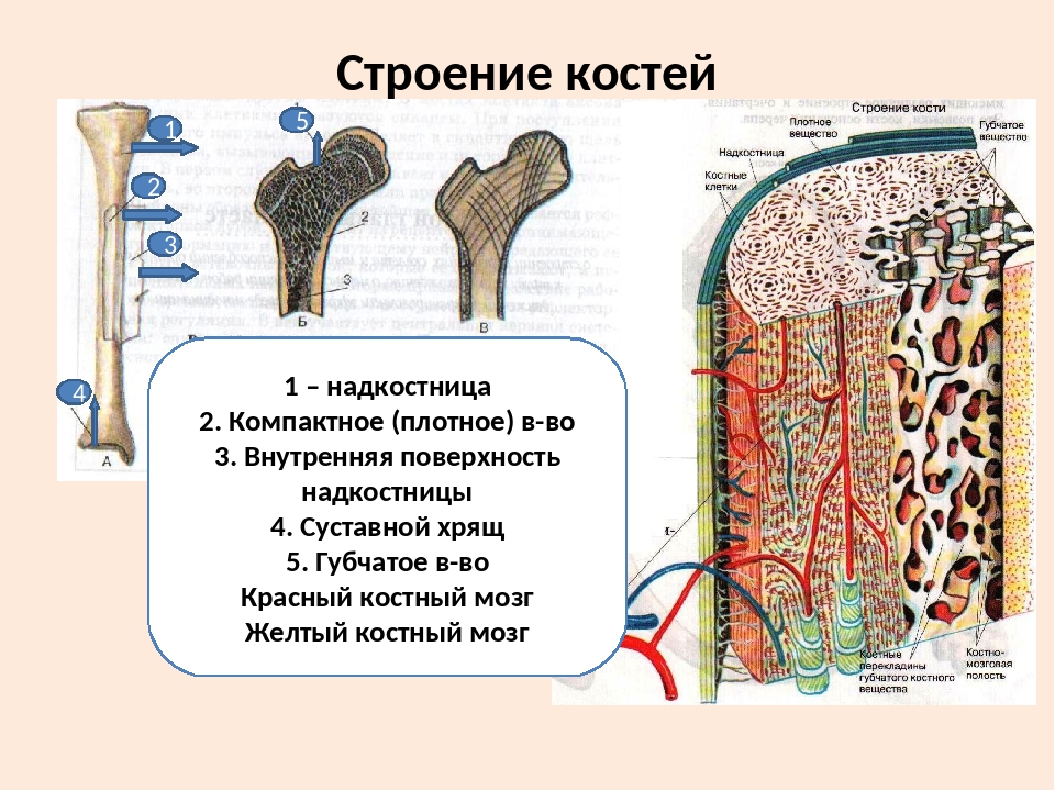 Строение кости биология 8. Изменение структуры кости