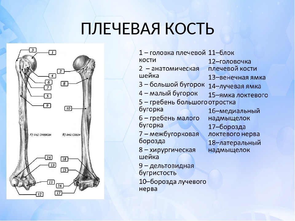 Итоговая работа по биологии 8 класс какой буквой на рисунке обозначена плечевая кость