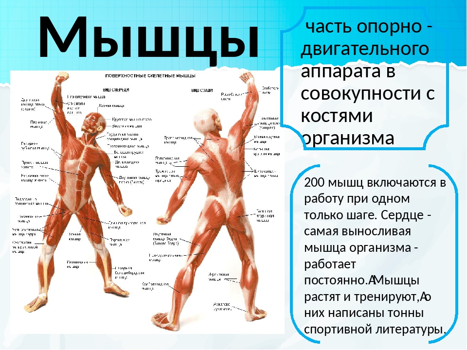 Двигательная структура. Мышцы двигательного аппарата. Мышцы опорно двигательного аппарата. Части тела человека мышцы. Мышцы человека 4 класс.