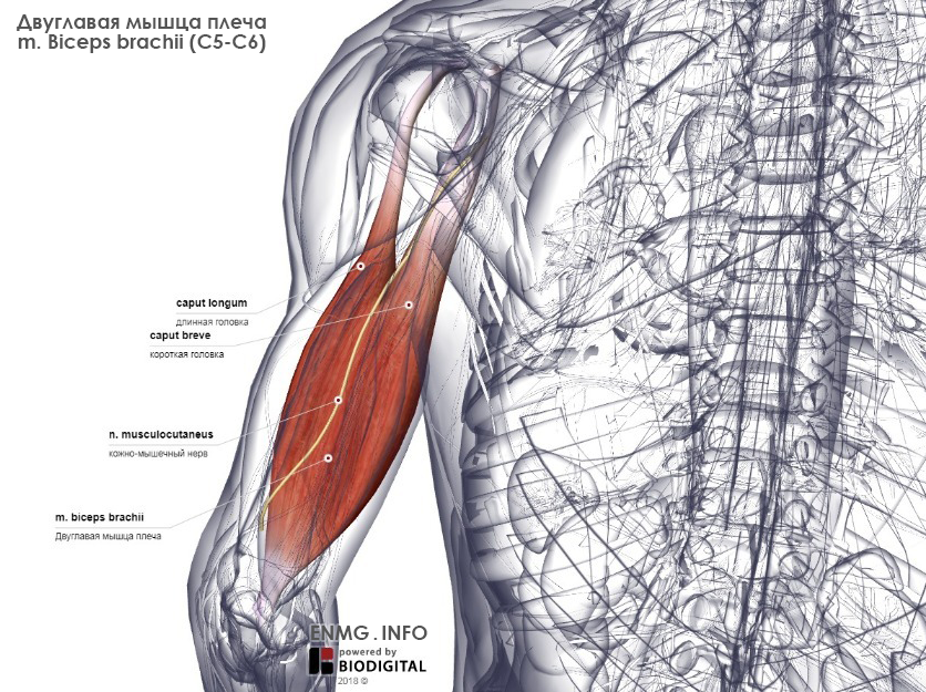 Бицепс это какая мышца фото