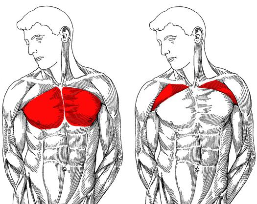 Нижняя часть грудных мышц 
