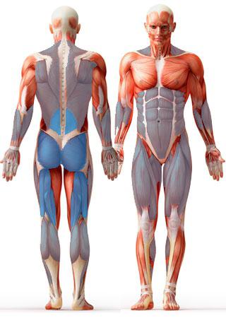 какие мышцы работают при становой тяге
