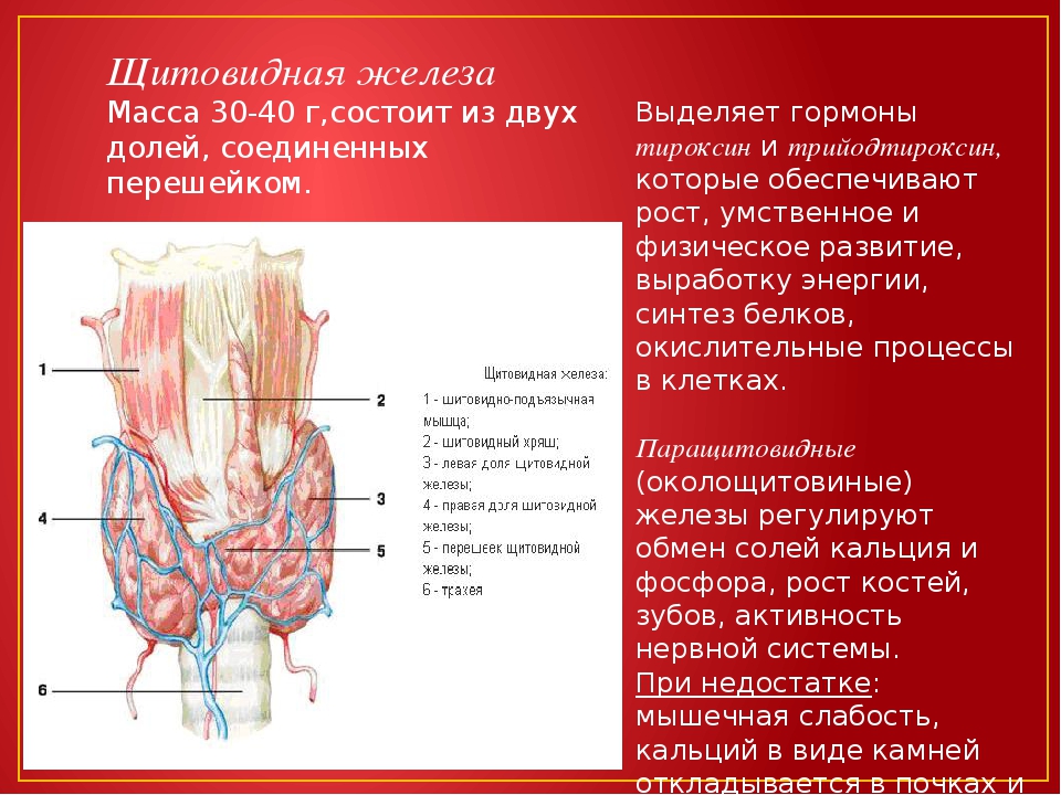 Железа роста. Кровоснабжение паращитовидной железы. Паращитовидные железы выделяют. Паращитовидная железа топография. Околощитовидные паращитовидные железы регулируют.