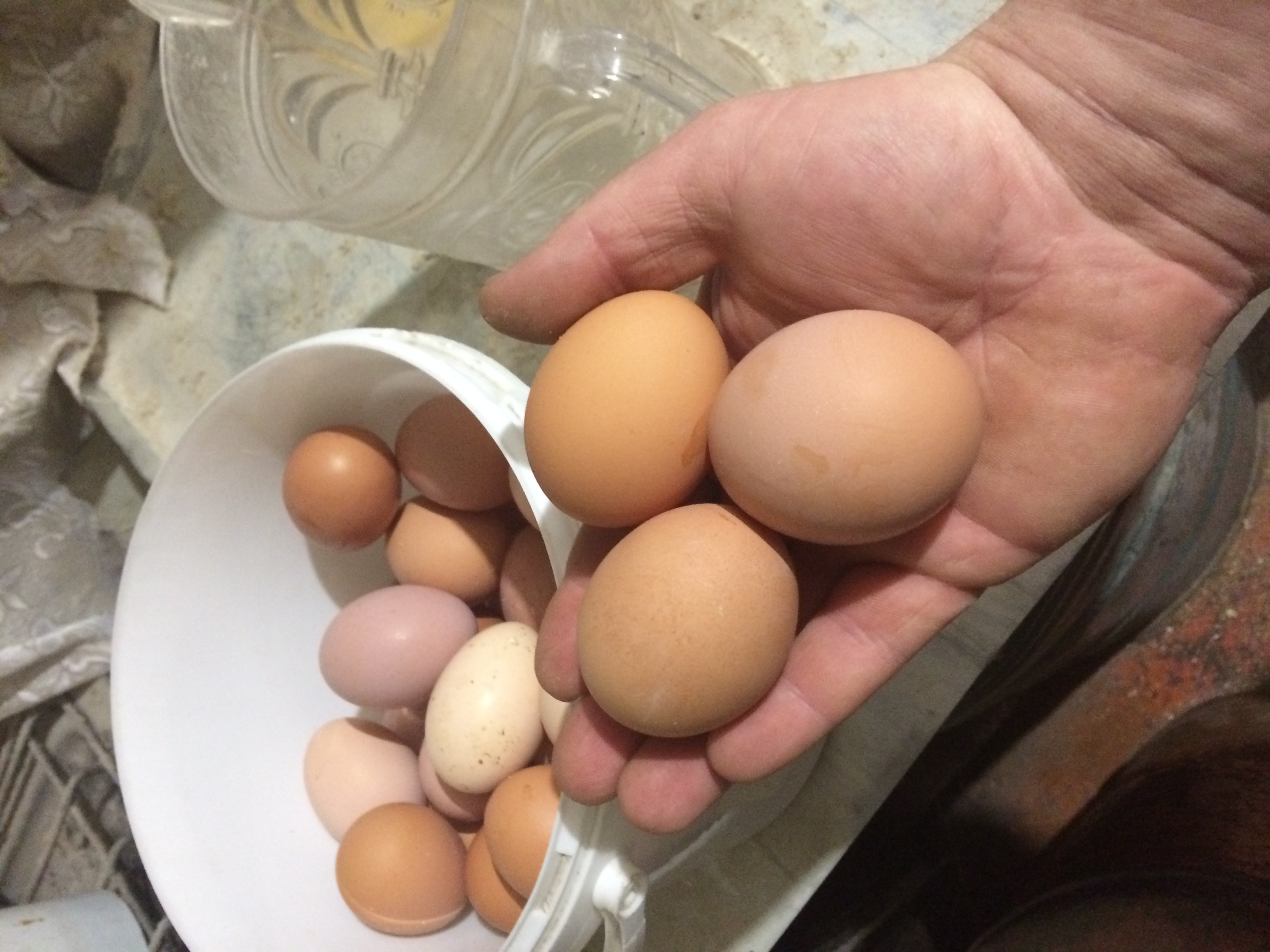 Кура несет мелкие яйца. Яйцо куриное. Курица с яйцами. Домашние яйца. Яйца кур.