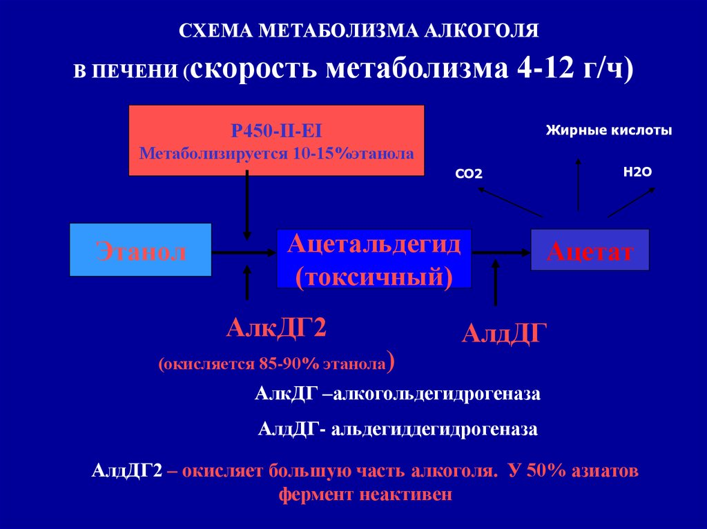 Метаболизм этанола в организме. Метаболизм алкоголя схема. Схема метаболизма этанола в печени. Скорость метаболизма этанола в организме.