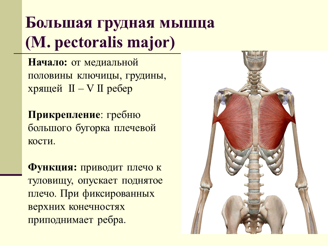 Большая анатомия. Большая грудная точки крепления. Точки крепления грудных мышц. Большая грудная мышца точки крепления. Место прикрепления большой грудной мышцы.