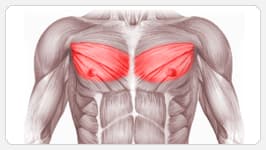 средняя часть грудных мышц