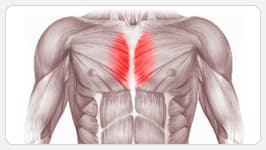внутренняя часть грудных мышц