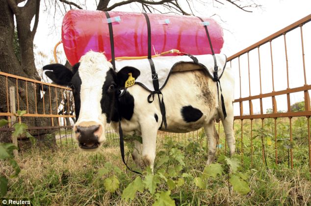 Flatulent cows have come under renewed scrutiny by scientists who are hoping to reduce soaring levels of greenhouse gas pollution. Scientists in Argentina believe they have come up with a solution - cow backpacks that can be used to trap the animal