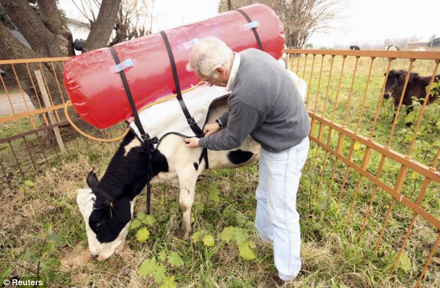 Who needs turbines? Guillermo Berra, a researcher at the National Institute of Agricultural Technology, adjusts a plastic tank on the back of a cow at their farm in Castelar, on the outskirts of Buenos Aires
