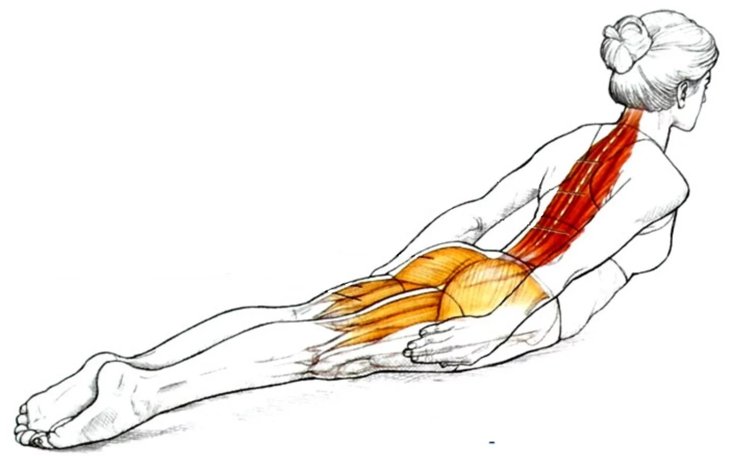 Упражнения на спину лежа на животе. Упражнения для выпрямления позвоночника. Упражнения для выпрямления поясницы. Упражнения для выпрямления спины и осанки. Упражнения для выпрямления осанки лежа.