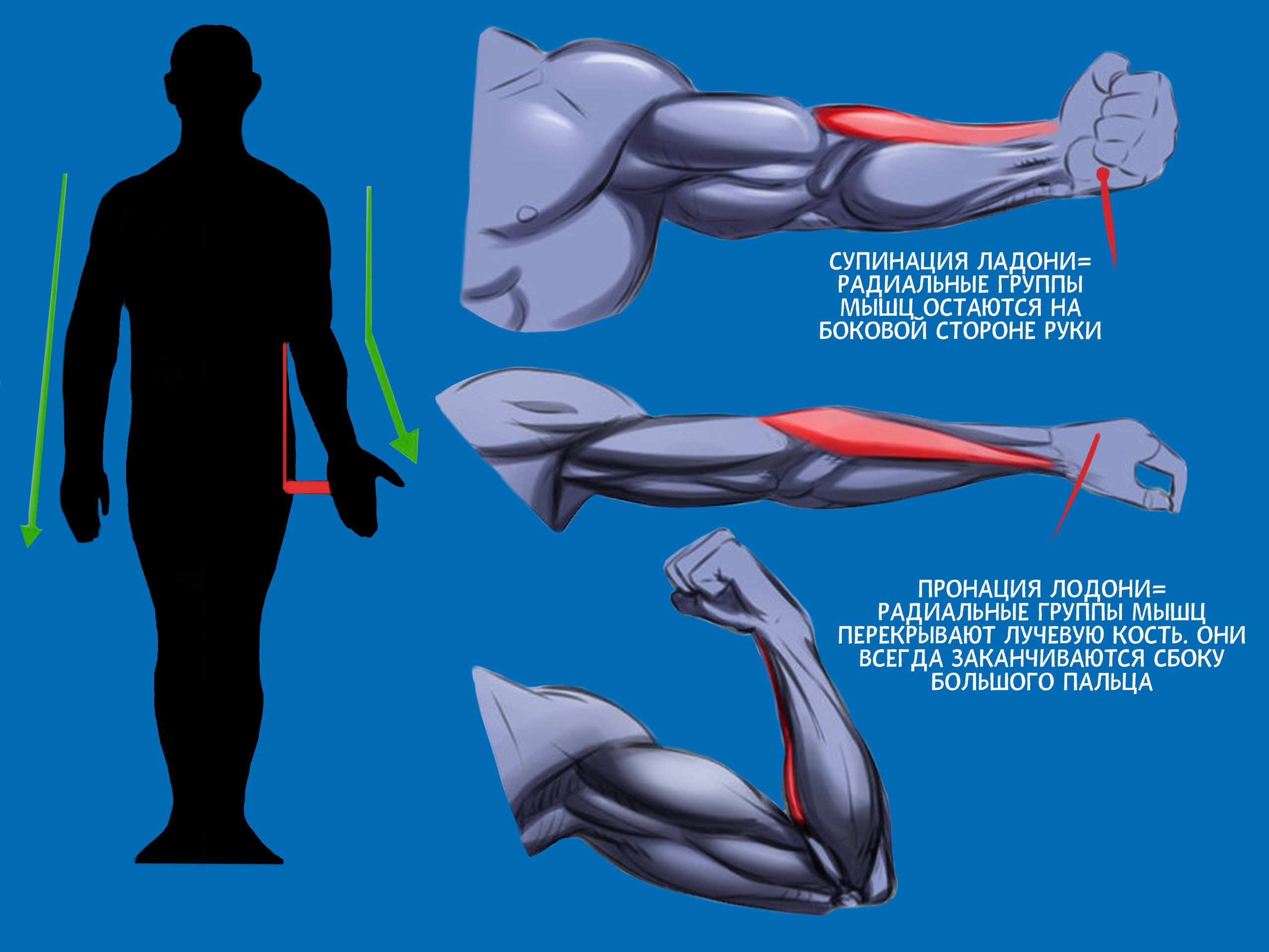 Мышцы руки человека с названиями в картинках