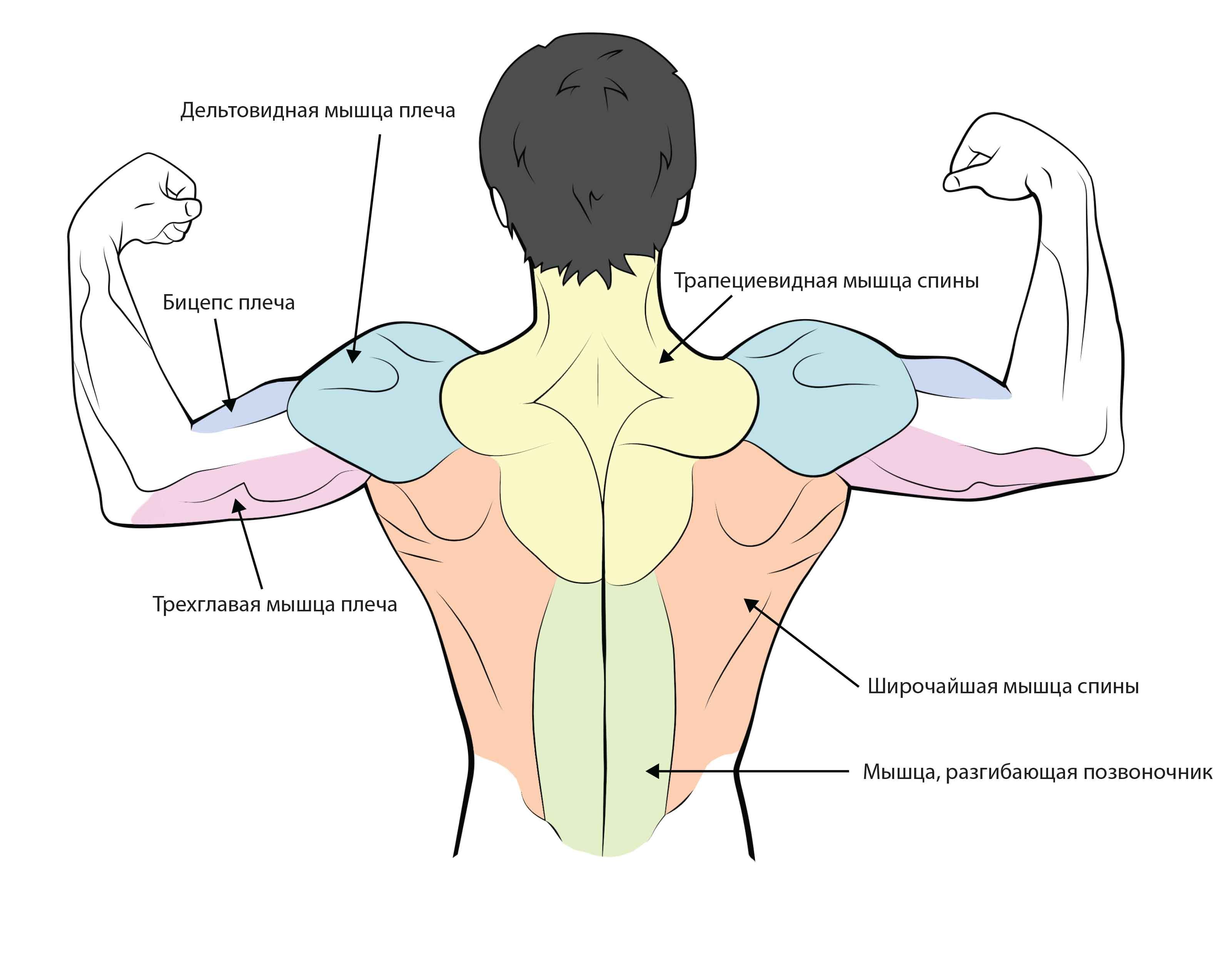 Дельтовидная мышца спины