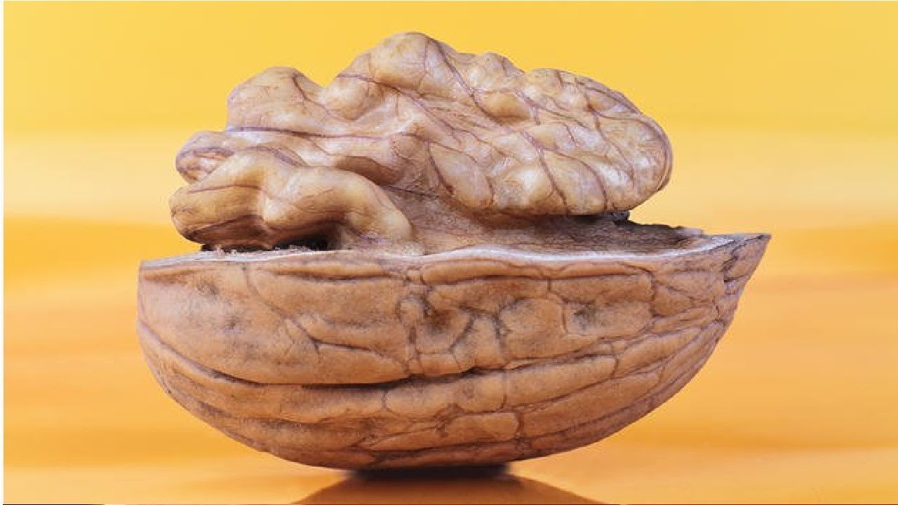 Грецкие орехи похожи на мозги. Грецкий орех и мозг. Грецкий орех и мозги. Орехи для мозга. Грецкий орех для ума.