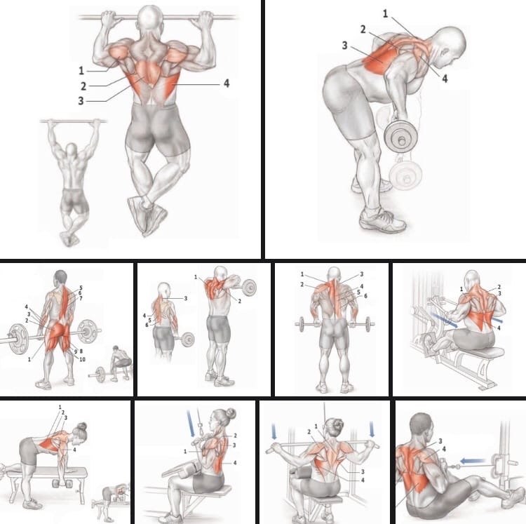 Упражнения на спину на массу. Упражнения для тренировки мышц спины в тренажерном зале. Как прокачать спину в тренажерном зале. Упражнения на спину в спортзале. Упражнения на широчайшие мышцы спины в тренажерном зале.