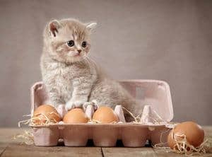 image of a kitty in an egg box