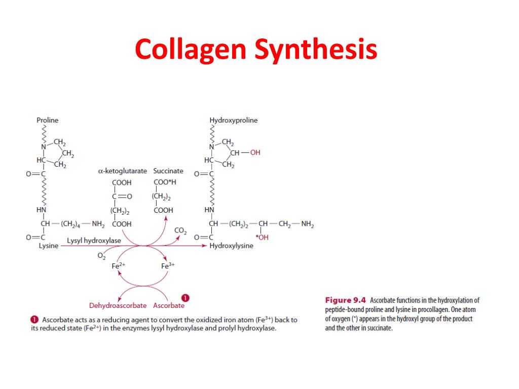 Синтез коллагена витамин. Синтез коллагена биохимия. Synthesis of Collagen. Лизин для синтеза коллагена. Пролин в синтезе коллагена.