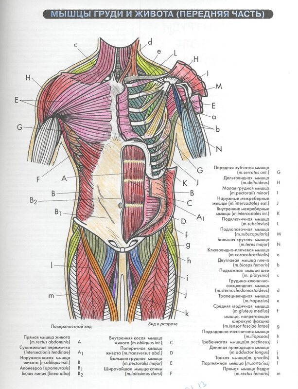 Мышцы живота рисунок с обозначениями