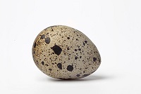 Сколько весит перепелиное яйцо