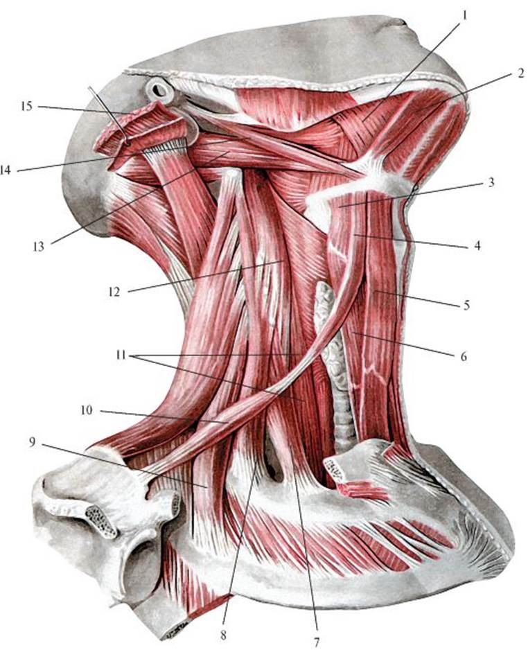 Мышцы шеи вид спереди Синельников