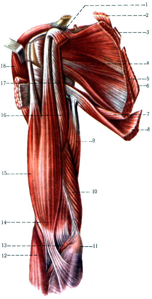 Мышцы плечевого пояса анатомия. Плечевая мышца (m. brachialis). Мышцы верхней конечности Синельников. Апоневроз двуглавой мышцы плеча. Мышцы пояса верхней конечности анатомия.