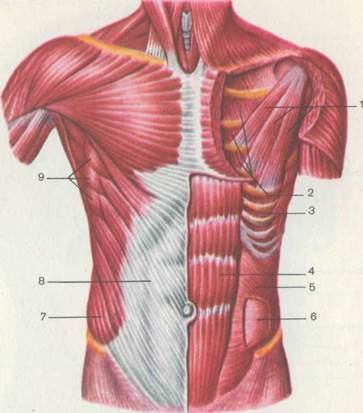 Поверхностные мышцы грудины анатомия