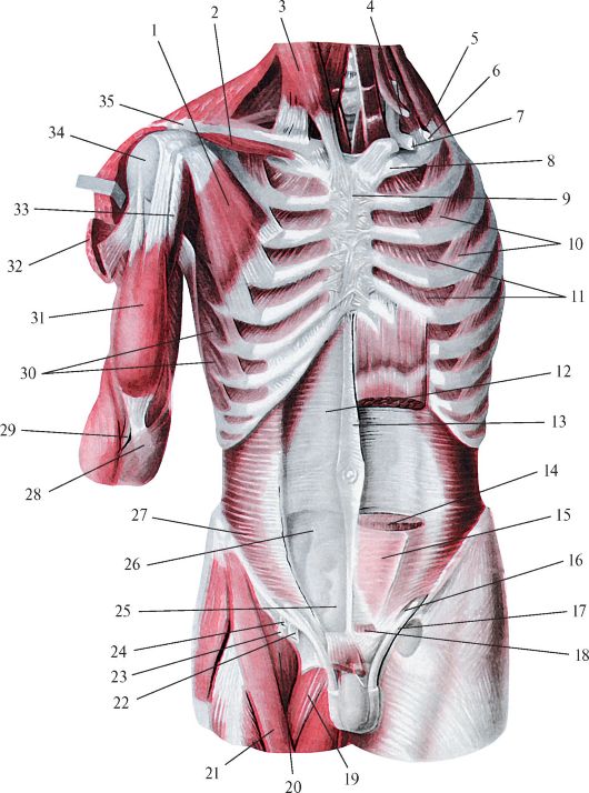 Мышцы живота анатомический атлас