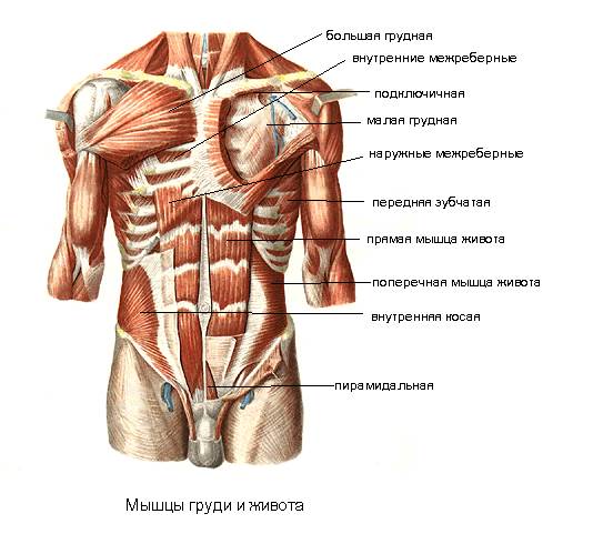 Поверхностные мышцы грудины анатомия