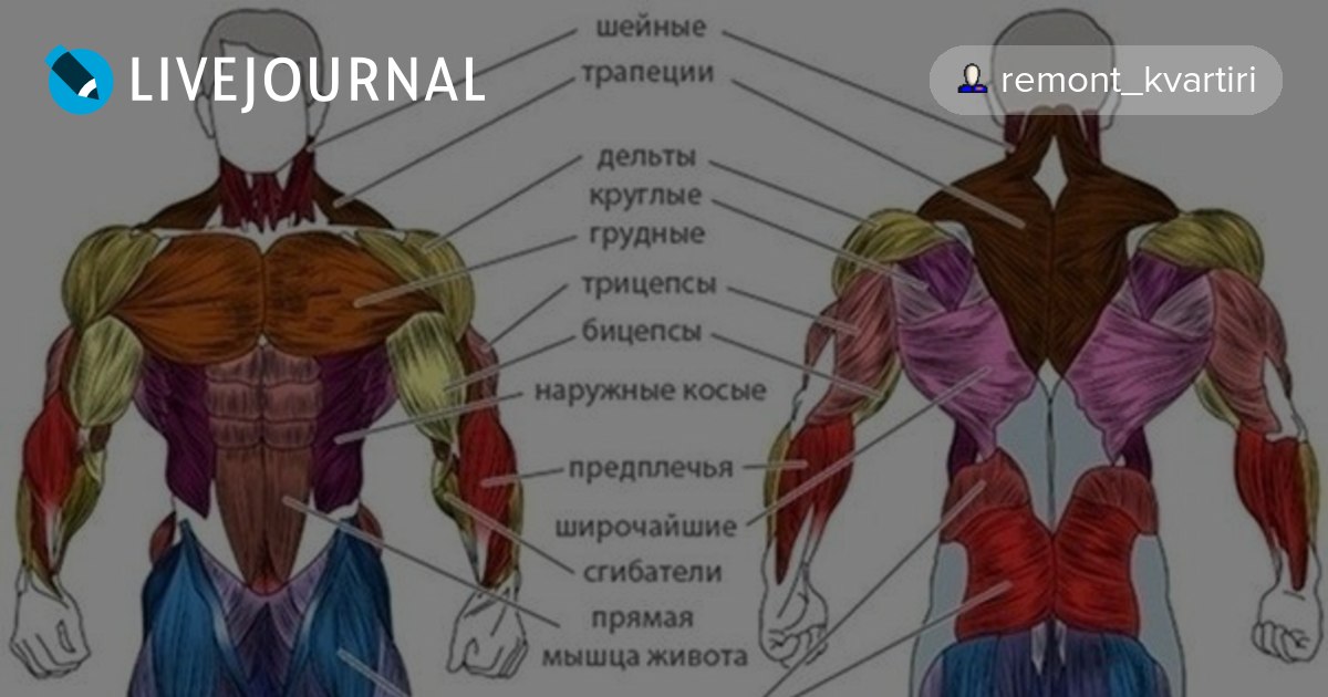 Задняя дельтовидная мышца