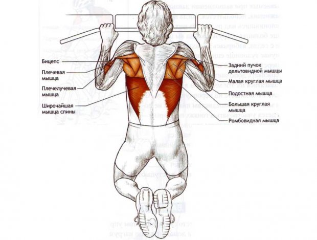 Какие мышцы работают при подтягивании