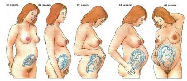 Этапы беременности