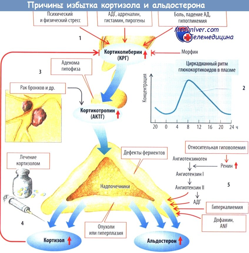 Кортизол за что отвечает. Кортизол влияние схема. Блокаторы гормона кортизола. Схема влияния кортизола на организм.