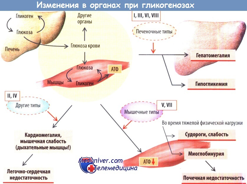 Обмен гликогена в печени. Гликоген в печени. Функции гликогена в печени. Гликоген в мышцах. Роль гликогена в печени.